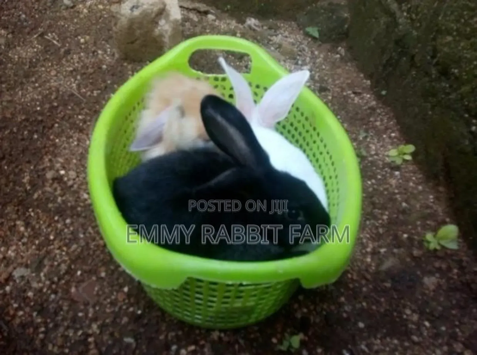 Exotic Rabbit Breeds Weaners for sale - Emmy Rabbit Farm Price: ₦ 8,000 ...