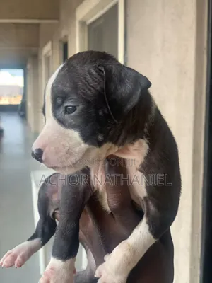 Photo - 1-3 months Male Purebred American Pit Bull Terrier