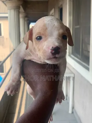 1-3 months Male Purebred American Pit Bull Terrier