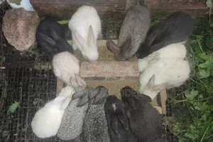 Rabbits (Weaners, Growers, Ready To Cross)