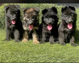 1-3 months Female Purebred German Shepherd