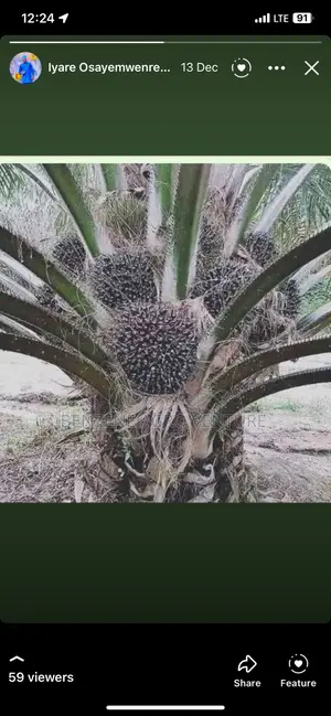 Malaysia Supergene Palm