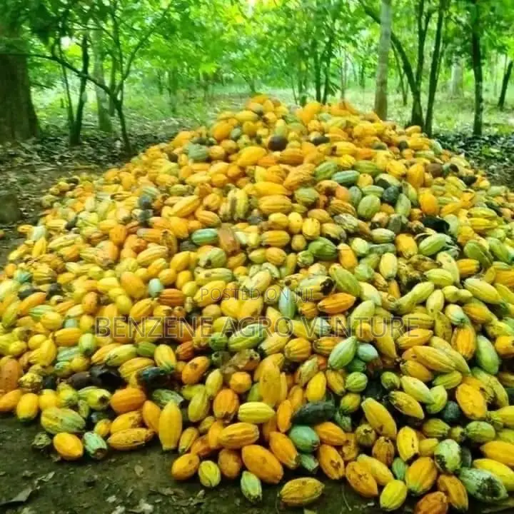 Hybrid Ghana Dwarf Cocoa Seedling