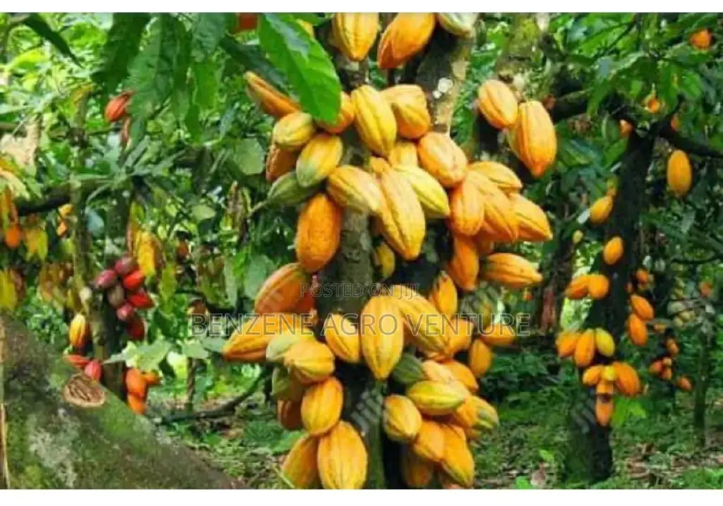 Hybrid Ghana Dwarf Cocoa Seedling