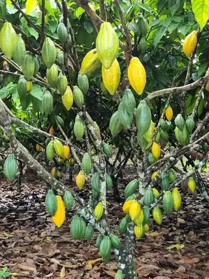 Hybrid Ghana Dwarf Cocoa Seedling
