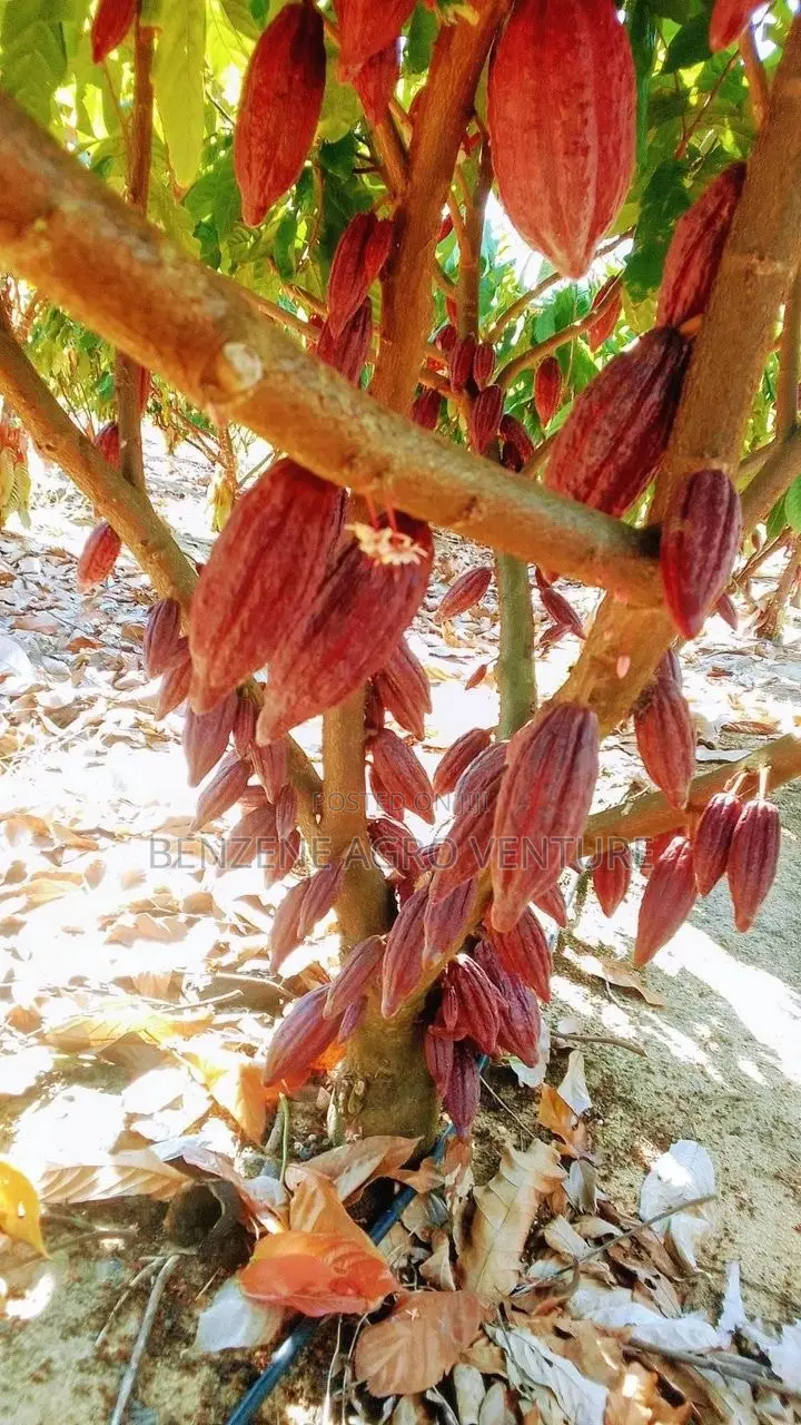 Hybrid Ghana Dwarf Cocoa Seedling