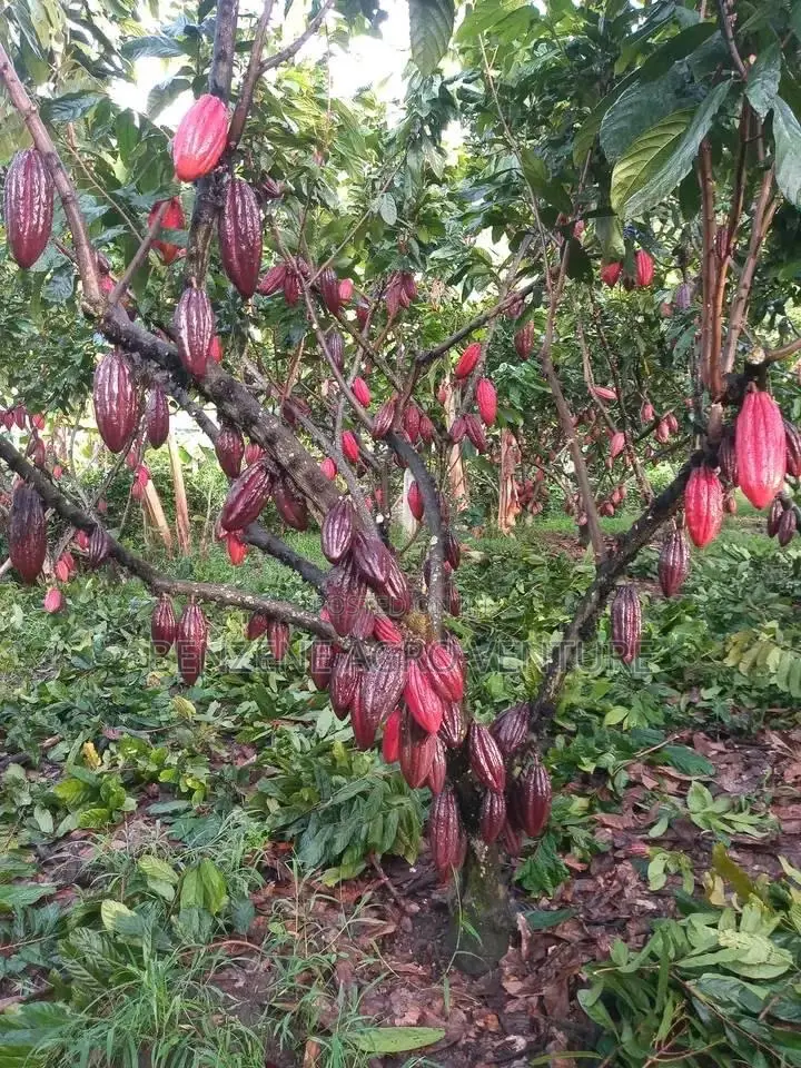Hybrid Ghana Dwarf Cocoa Seedling