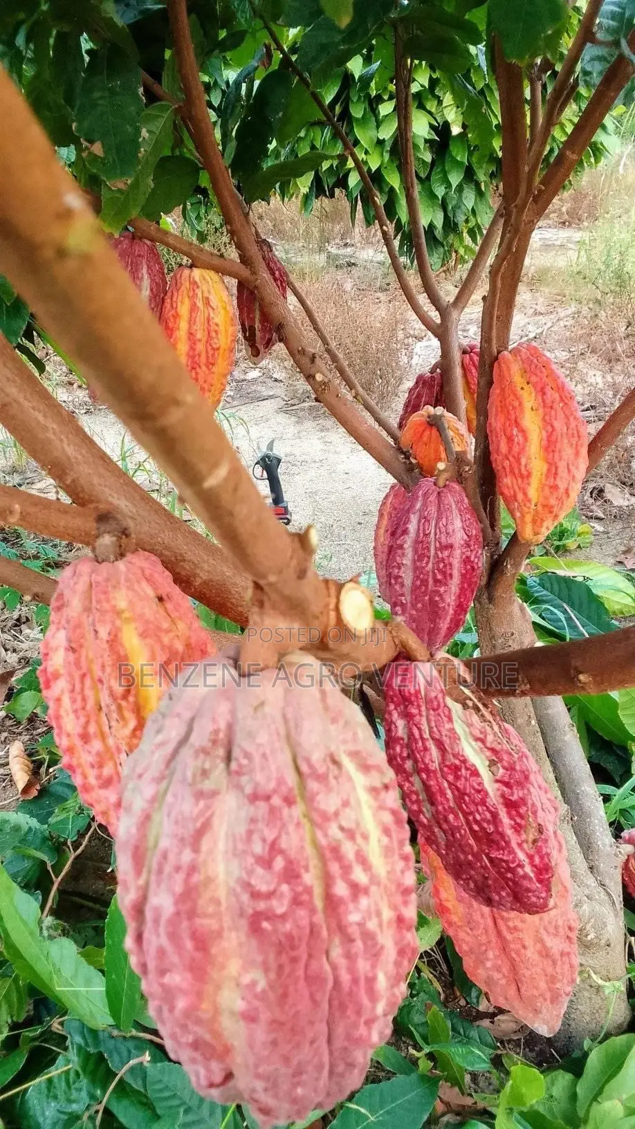 Hybrid Ghana Dwarf Cocoa Seedling