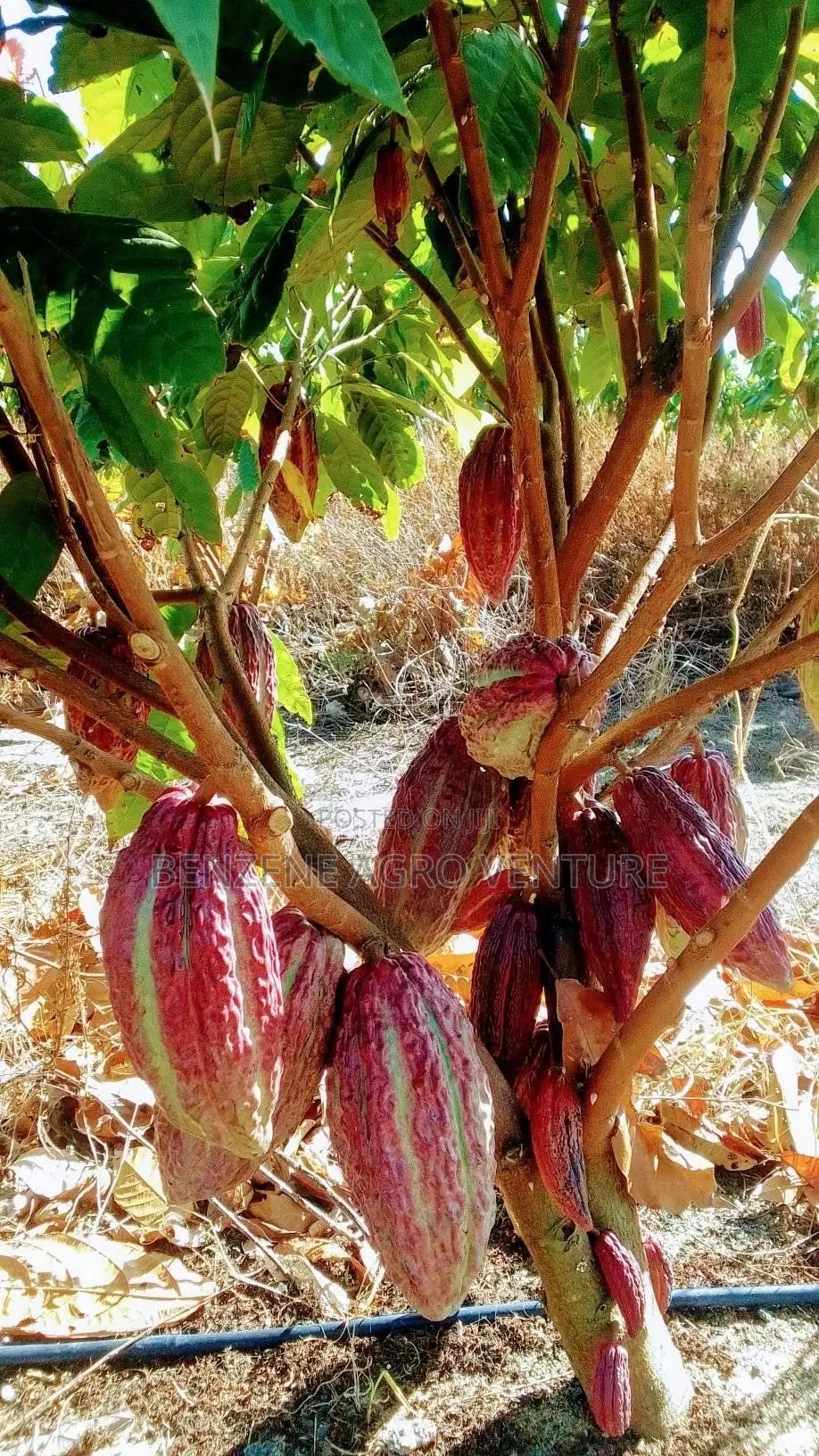 Hybrid Ghana Dwarf Cocoa Seedling
