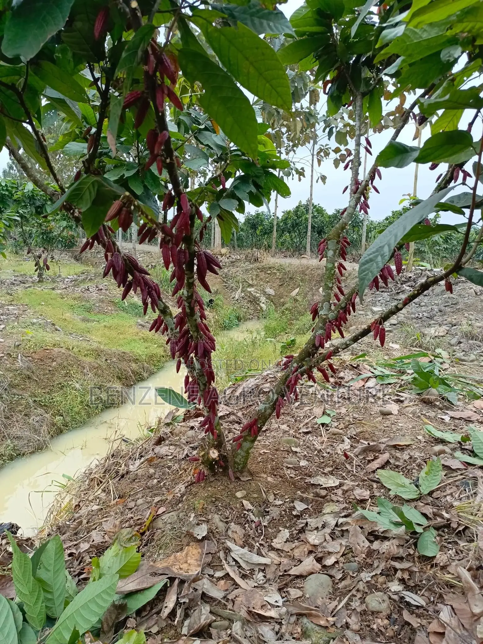 Hybrid Ghana Dwarf Cocoa Seedling