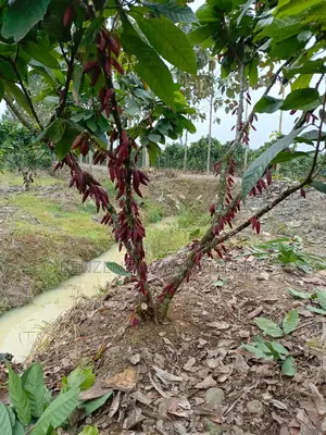Hybrid Ghana Dwarf Cocoa Seedling
