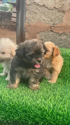 1-3 months Female Purebred Lhasa Apso