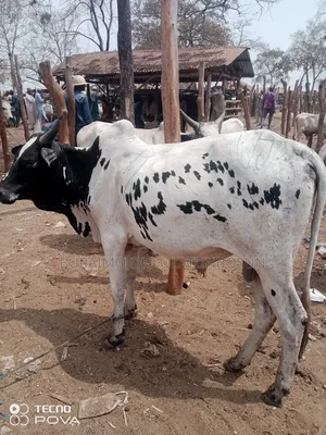 Photo - Uncle Joe Big Cow