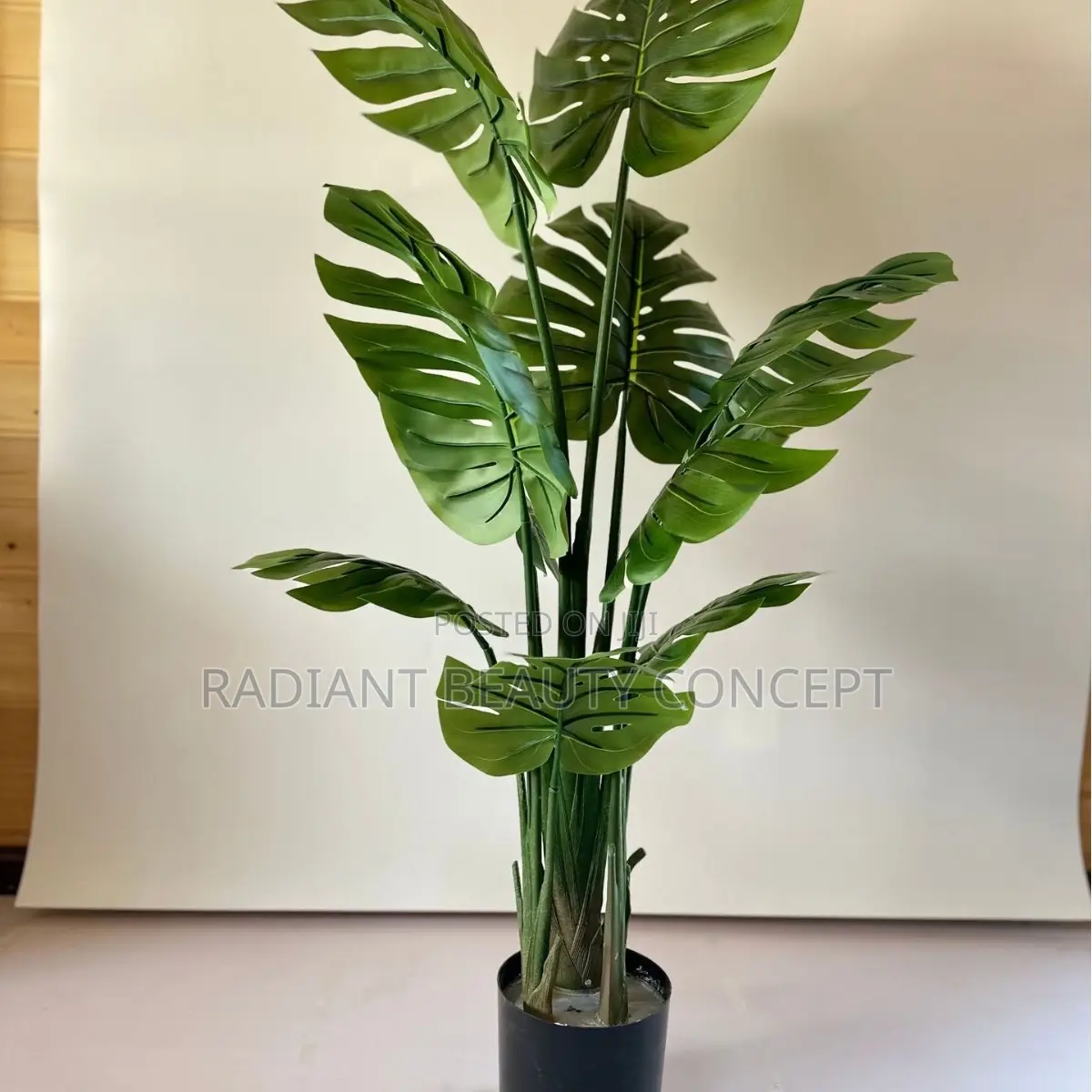 Monstera Plant