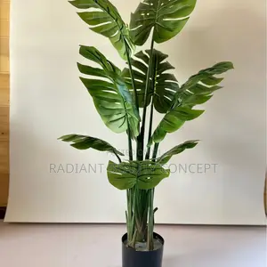 Monstera Plant