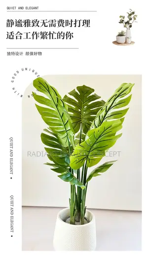 Monstera Plant