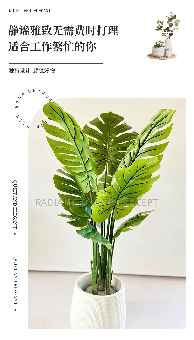 Monstera Plant
