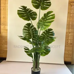 Monstera Plant