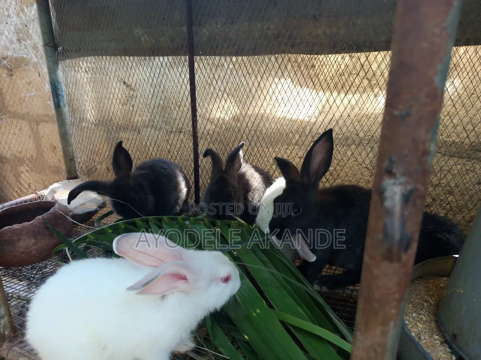 Cute Bunnies