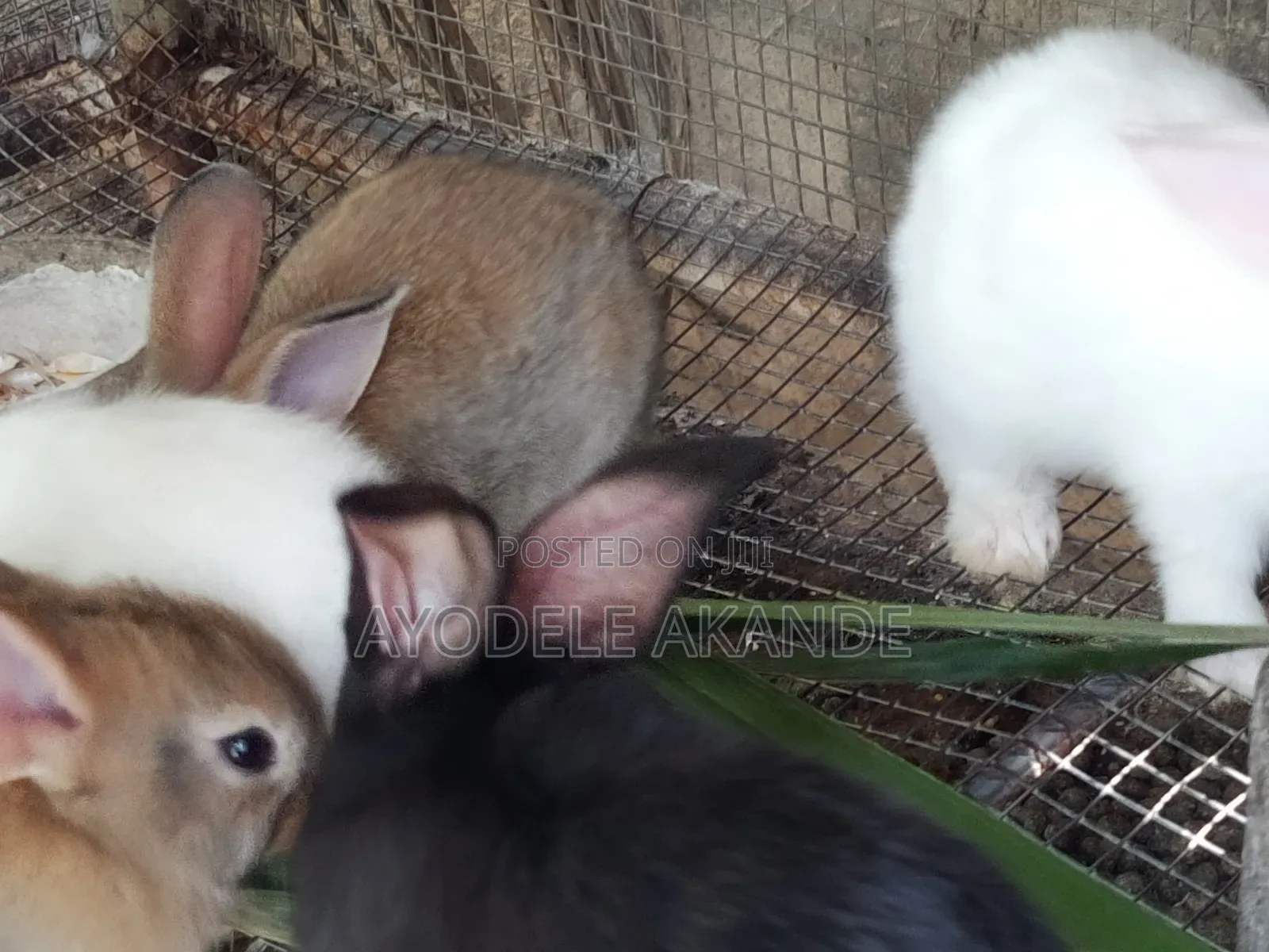 Rabbits for Pets and Breeding