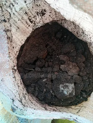Get the Best Soil for Your Green Garden Setup