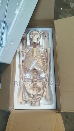 Human Model Skeleton