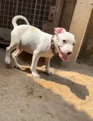 Photo - 1-3 months Male Purebred American Pit Bull Terrier