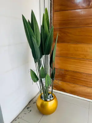 Sky Bird Plant