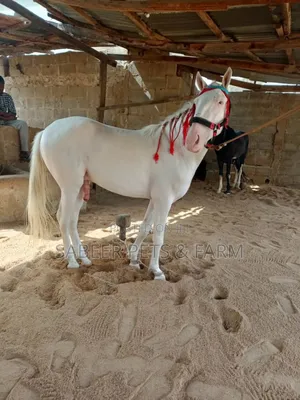Photo - Beautiful, Friendly Pure White Horse For Sell