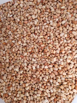 Picked Honey Beans Grade 1