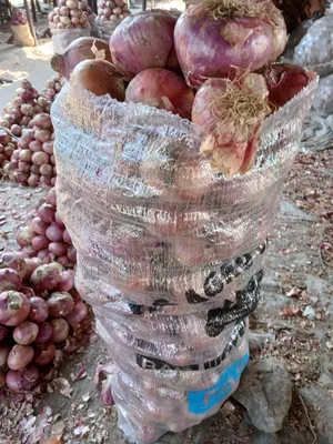 Onions Small Bags 50kg