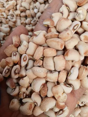 Kampala Beans Chocolate Type