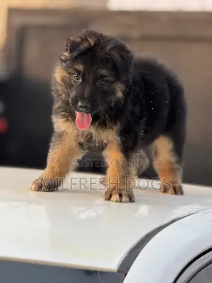 1-3 months Female Purebred German Shepherd