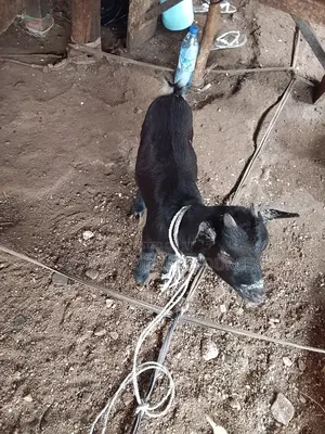 Healthy Female Goat