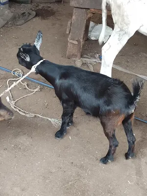 Well Grown Goat Female