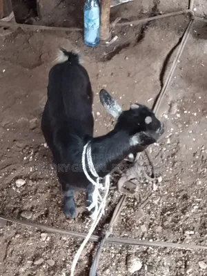 Well Grown Goat Female