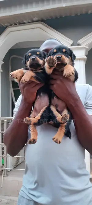 Photo - 0-1 month Female Purebred Rottweiler