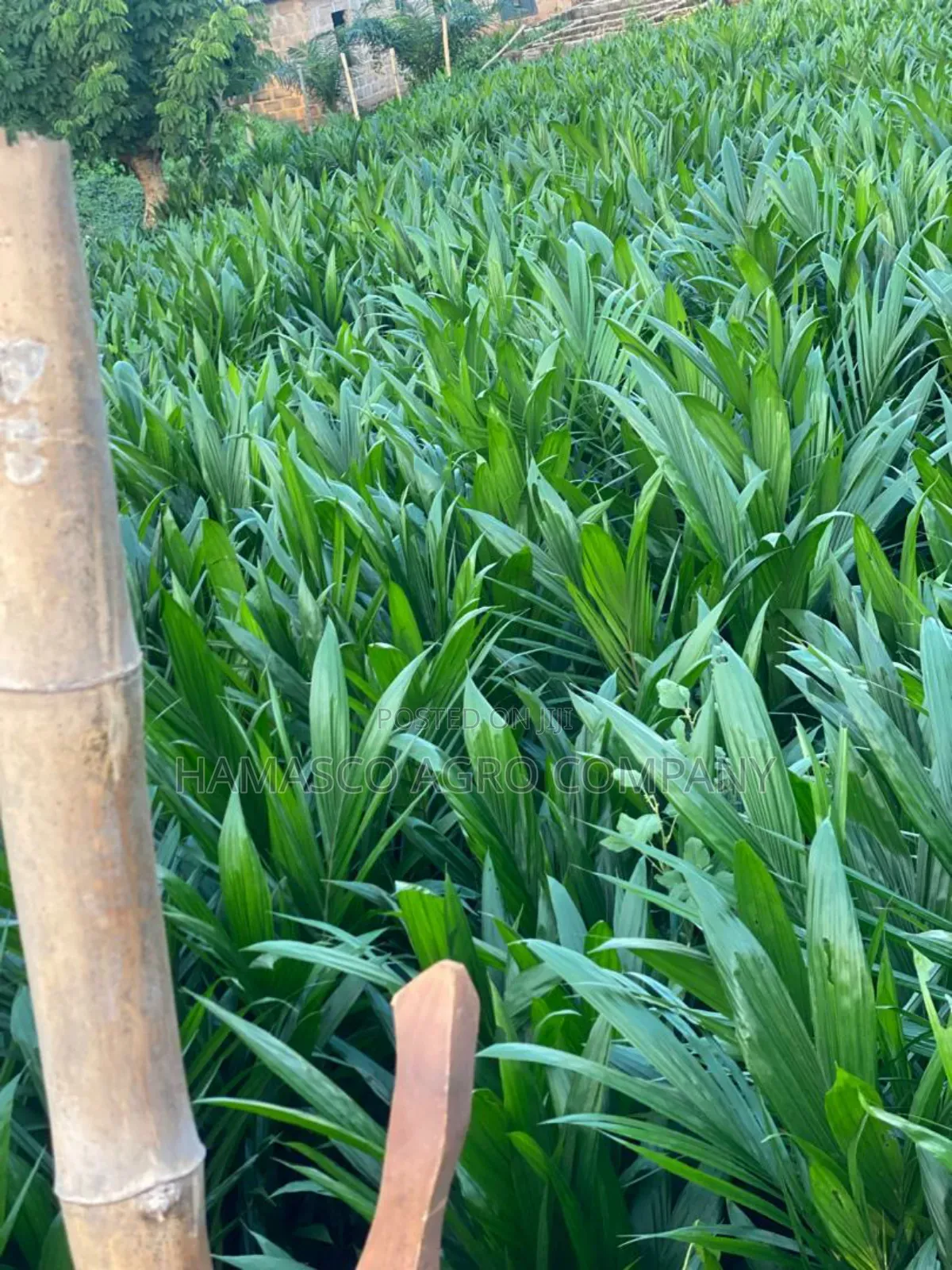 Tenera Palm Seedlings