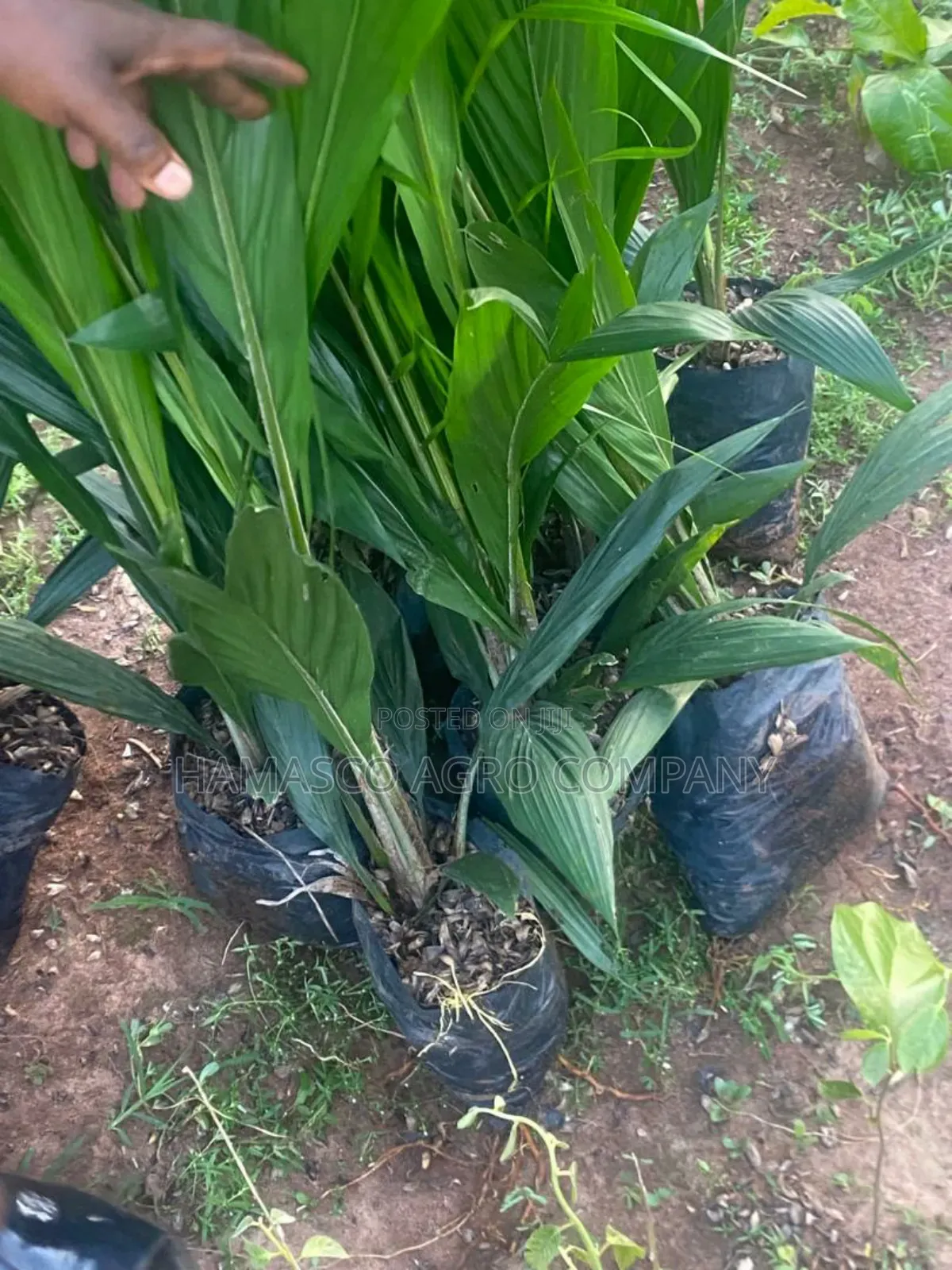 Tenera Palm Seedlings