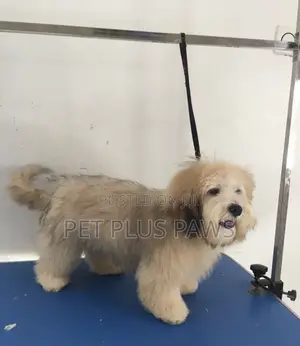 Home Service Pet Grooming