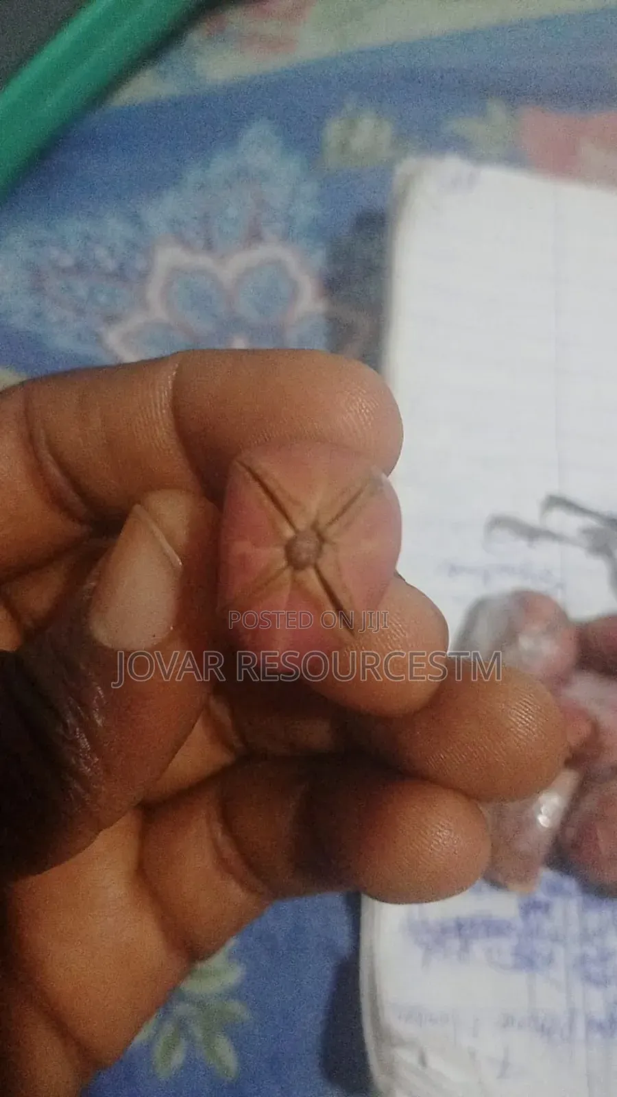 Best Kolanut Seedlings
