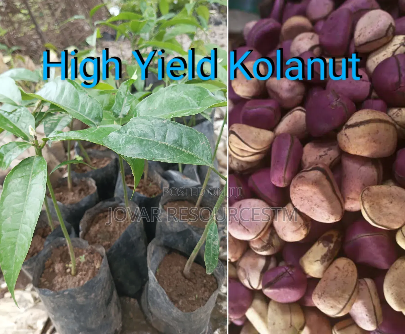 Best Kolanut Seedlings