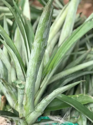 Hybrid Pineapple Suckers