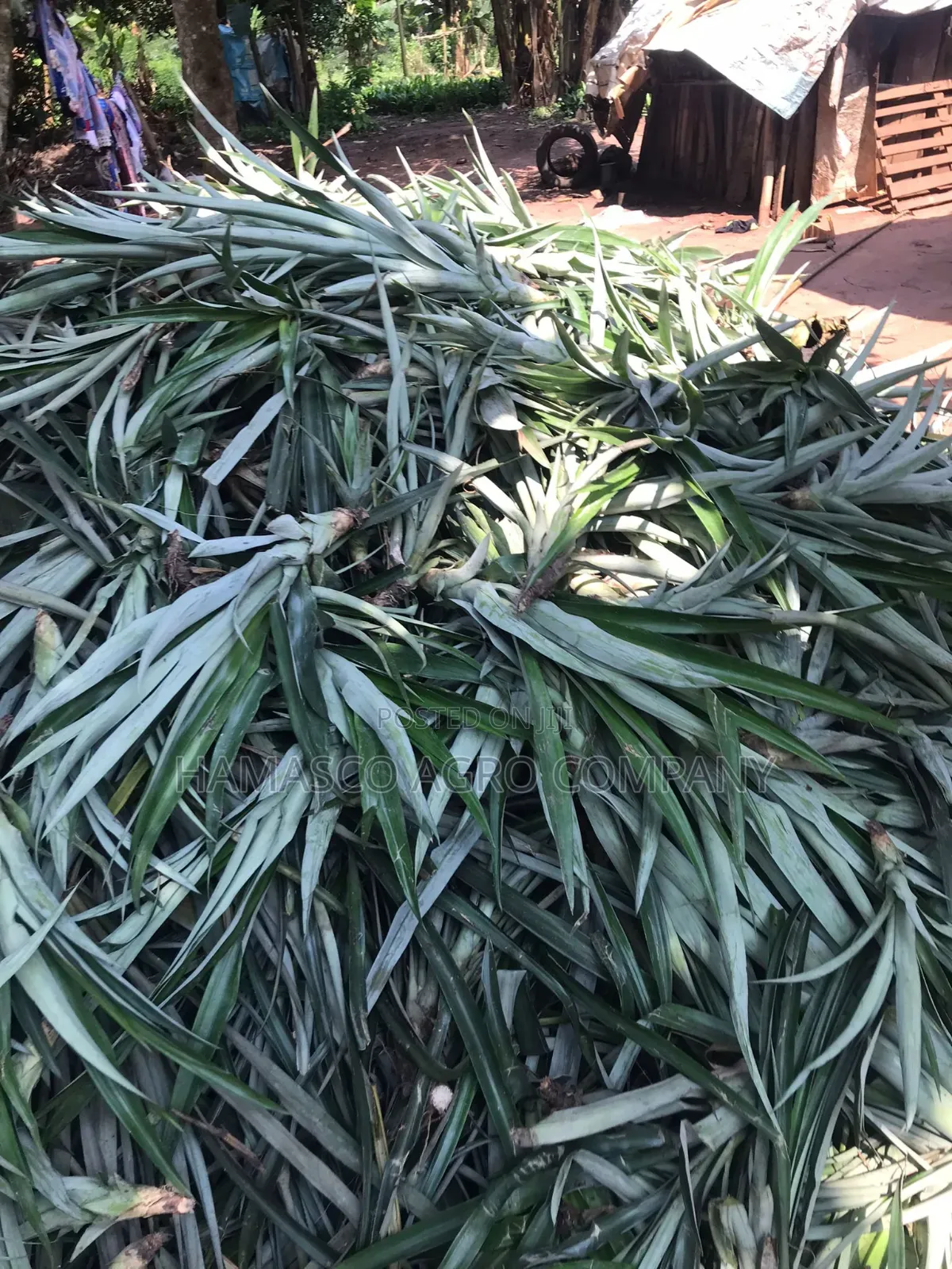 Hybrid Pineapple Suckers