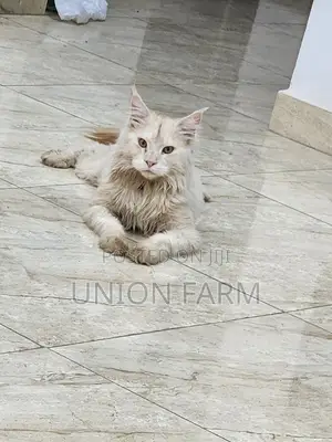 6-12 months Male Purebred Maine Coon