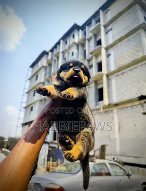 Photo - 1-3 months Female Purebred Rottweiler