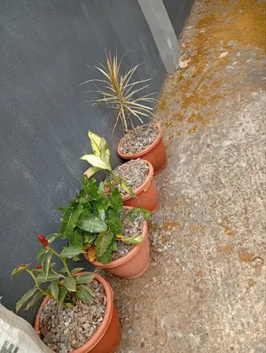 Stunning Potted Plant for Office, School Residential Area