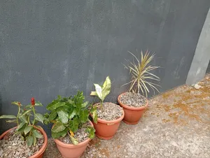 Stunning Potted Plant for Office, School Residential Area