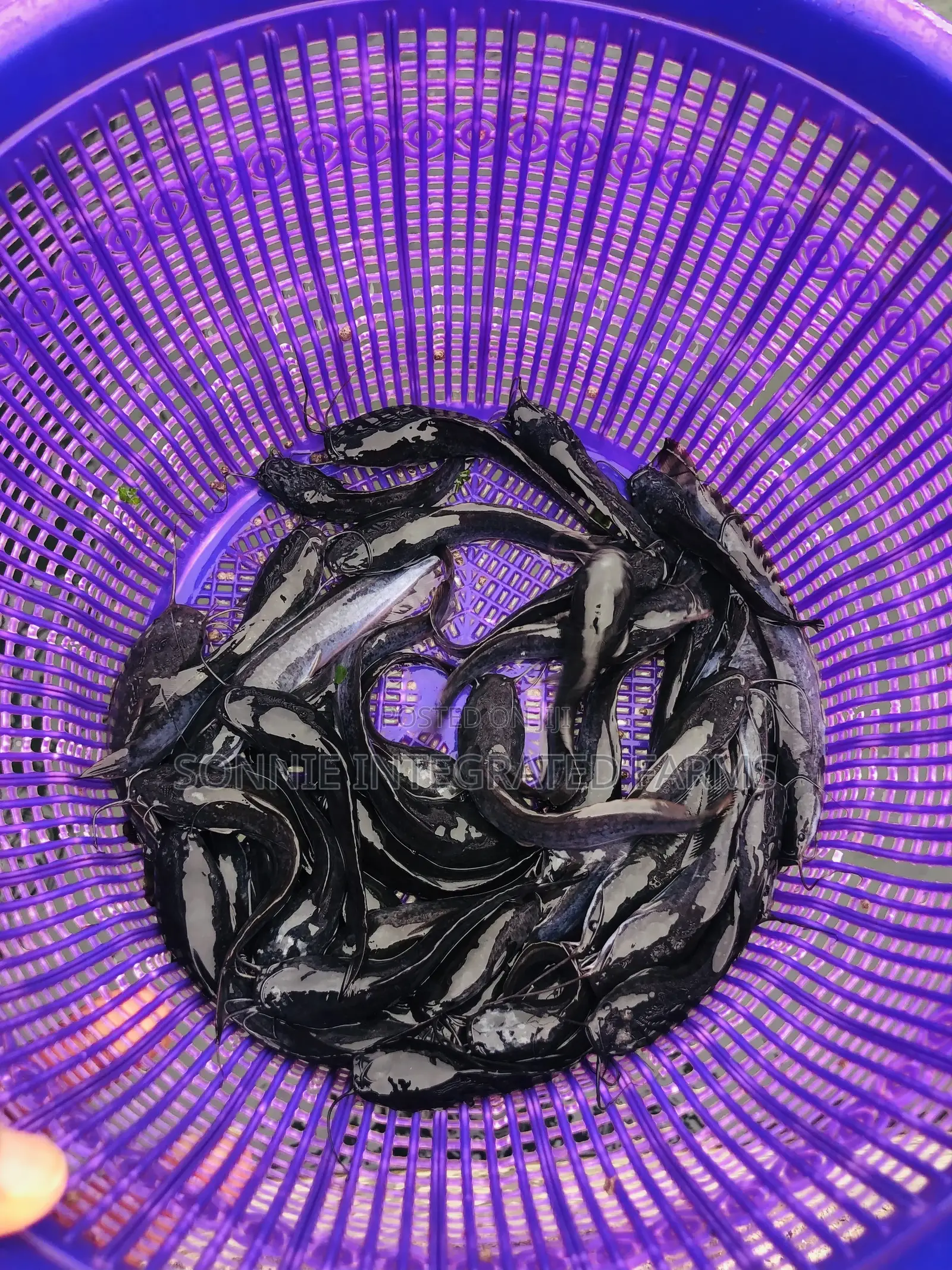 Catfish Juveniles (100 Pcs)