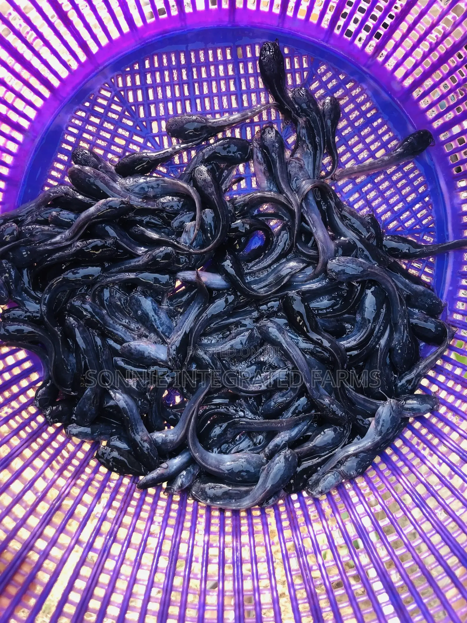 Catfish Juveniles (100 Pcs)
